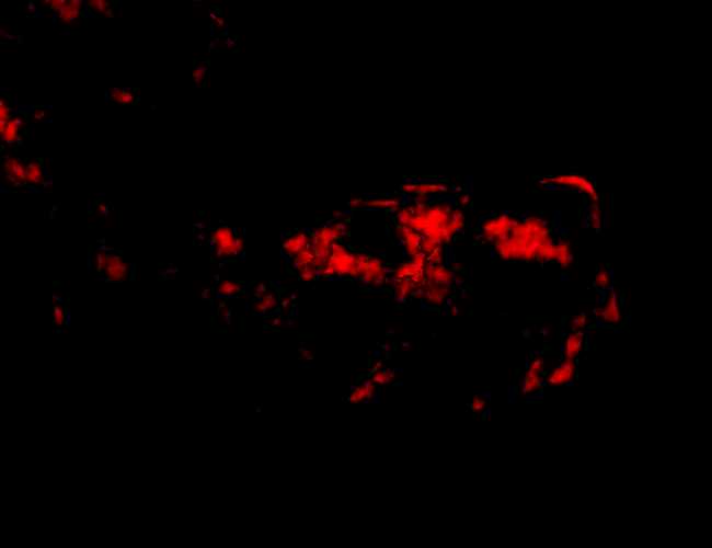 Red splotches that are vaguely cow-like on a black background.