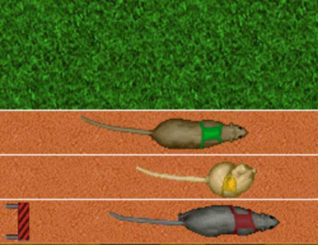 A trio of rats, each in their own lane on a tiny race track with a cork-like texture. The brown rat in the upper-most lane has on a green harness. The white rat in the middle lane is wearing a yellow harness and is curled up as if he is scratching his ear. The gray rat in the bottom lane is wearing a red harness. A lowered starting gate is visible behind the bottom rat. A green grass texture covers the non-race track parts of the screen.